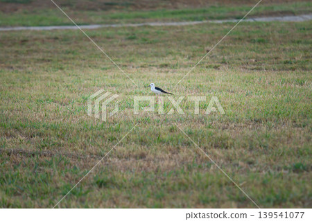 Long legged marsh bird moving through grassy terrain in natural daylight with spacious composition, suitable for wildlife, ecology, and outdoor nature concepts. Long legged marsh bird moving through grassy terrain in natural daylight with spacious composition, suitable for wildlife, ecology, and outdoor nature concepts. 139541077