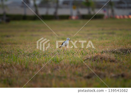 Black and white marsh bird with open beak standing in soft evening grassland near blurred urban scenery, perfect for wildlife and environmental concepts. Black and white marsh bird with open beak standing in soft evening grassland near blurred urban scenery, perfect for wildlife and environmental concepts. 139541082