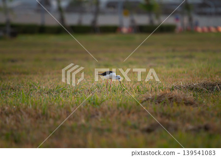 Long legged shorebird feeding in a grassy open field with blurred city background and warm natural light, suitable for wildlife and ecology themes. Long legged shorebird feeding in a grassy open field with blurred city background and warm natural light, suitable for wildlife and ecology themes. 139541083