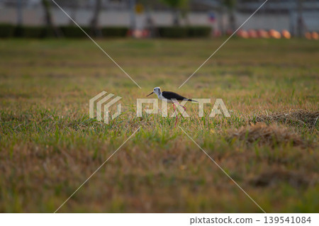Elegant wetland bird with slender pink legs crossing a grassy field in warm evening light with soft urban blur, ideal for wildlife and outdoor themes. 139541084