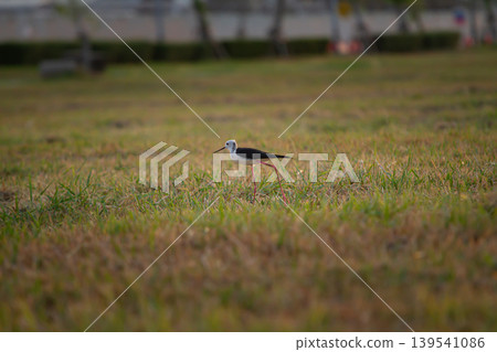 Black and white shorebird wandering across a quiet meadow with soft urban blur and warm evening atmosphere, ideal for wildlife and natural habitat themes. 139541086