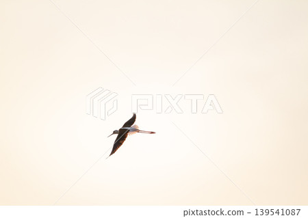 Elegant black winged stilt captured in midair against a pale sunset sky, showcasing graceful movement, delicate wings, and peaceful wildlife scenery. Elegant black winged stilt captured in midair against a pale sunset sky, showcasing graceful movement, delicate wings, and peaceful wildlife scenery. 139541087