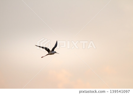 Graceful black winged stilt gliding through a pastel sunset sky with wide wings and open space, creating a calm wildlife and freedom concept. Graceful black winged stilt gliding through a pastel sunset sky with wide wings and open space, creating a calm wildlife and freedom concept. 139541097