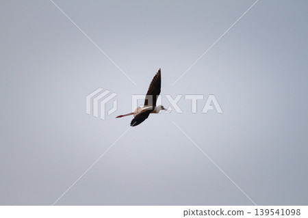 Black winged stilt captured midair against a smooth blue sky, highlighting elegant wings, long legs, and natural freedom in a peaceful outdoor scene. 139541098
