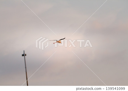 Black winged stilt in flight above an urban structure with soft cloudy sky background, blending wildlife movement with a subtle city atmosphere. Black winged stilt in flight above an urban structure with soft cloudy sky background, blending wildlife movement with a subtle city atmosphere. 139541099