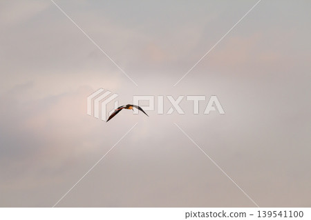 Black winged stilt soaring smoothly beneath pastel evening clouds, creating a tranquil wildlife scene with gentle light and open atmospheric space. 139541100