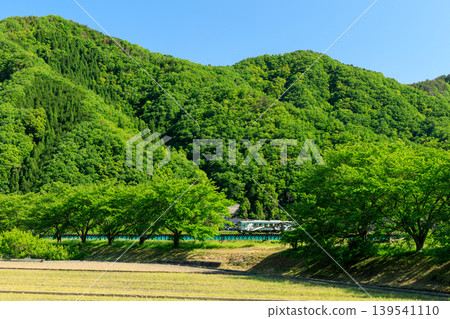 I took a photo of the Wakasa Railway's wrapped diesel railcar through the gaps in the cherry blossoms amidst the fresh green leaves on the banks of the Hatto River. 139541110