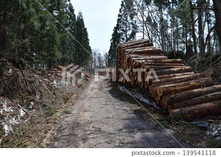 Logs of cut cedar Shonai, Yamagata Prefecture Logs of cut cedar Shonai, Yamagata Prefecture 139541118