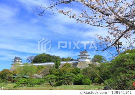 [Hyogo Prefecture] Akashi Castle (Kon-yagura and Tatsumi-yagura) with cherry blossoms in full bloom. 139541141