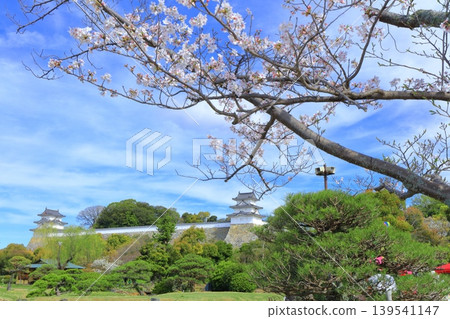 【兵庫縣】明石城(紺櫓櫓和辰巳櫓)櫻花盛開。 【兵庫縣】明石城(紺櫓櫓和辰巳櫓)櫻花盛開。 139541147