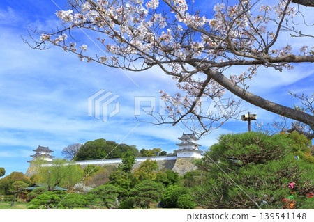 【兵庫縣】明石城(紺櫓櫓和辰巳櫓)櫻花盛開。 【兵庫縣】明石城(紺櫓櫓和辰巳櫓)櫻花盛開。 139541148
