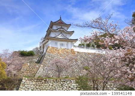 【兵庫縣】明石城(紺橋塔)櫻花盛開。 【兵庫縣】明石城(紺橋塔)櫻花盛開。 139541149