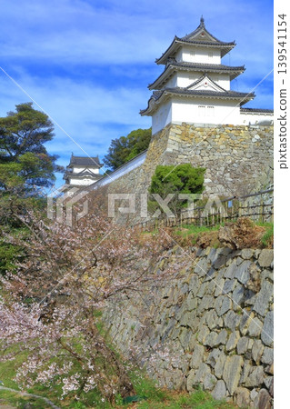 【兵庫縣】櫻花盛開的明石城(辰巳塔)。 【兵庫縣】櫻花盛開的明石城(辰巳塔)。 139541154