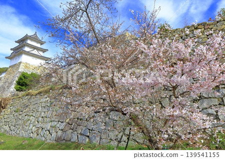 [Hyogo Prefecture] Akashi Castle (Tatsumi Turret) with cherry blossoms in full bloom. 139541155