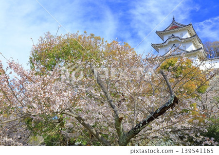 [Hyogo Prefecture] Akashi Castle (Kon-yagura Tower) with cherry blossoms in full bloom. 139541165