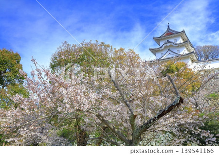 【兵庫縣】明石城（紺橋塔）櫻花盛開。 139541166