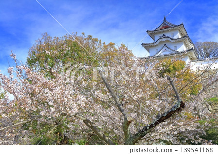【兵庫縣】明石城(紺橋塔)櫻花盛開。 【兵庫縣】明石城(紺橋塔)櫻花盛開。 139541168