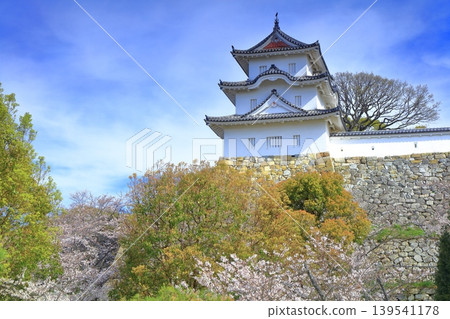 [Hyogo Prefecture] Akashi Castle (Kon-yagura Tower) with cherry blossoms in full bloom. 139541178
