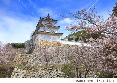 [Hyogo Prefecture] Akashi Castle (Kon-yagura Tower) with cherry blossoms in full bloom. 139541184