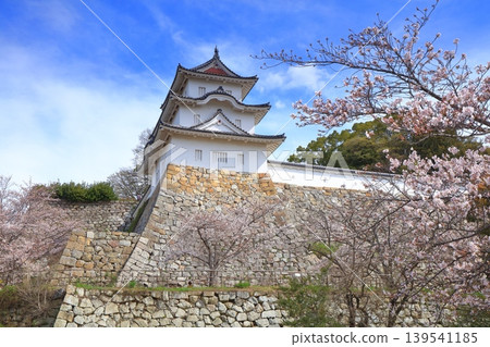 [Hyogo Prefecture] Akashi Castle (Kon-yagura Tower) with cherry blossoms in full bloom. 139541185