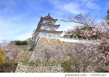 【兵庫縣】明石城(紺橋塔)櫻花盛開。 【兵庫縣】明石城(紺橋塔)櫻花盛開。 139541187
