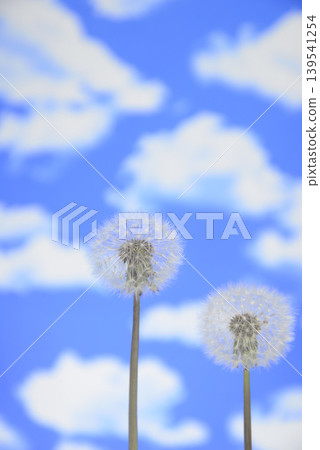 Close-up of dandelion fluff against a blue sky Close-up of dandelion fluff against a blue sky 139541254