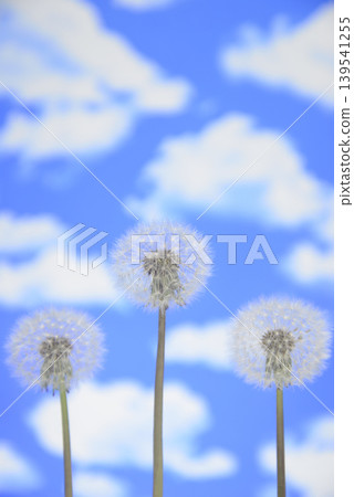 Close-up of dandelion fluff against a blue sky Close-up of dandelion fluff against a blue sky 139541255