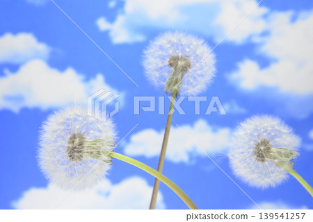 Close-up of dandelion fluff against a blue sky 139541257