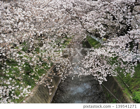 櫻花盛開,鋪滿了溪流。 櫻花盛開,鋪滿了溪流。 139541271