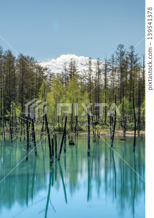 美瑛町,初夏的藍池 美瑛町,初夏的藍池 139541378