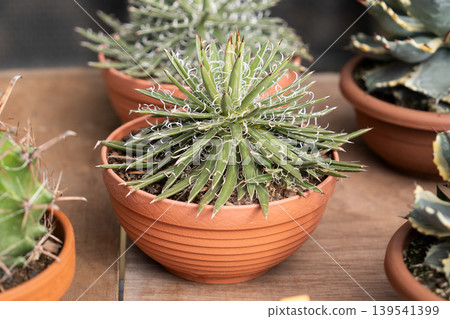 Spiky variegated agave succulent in terracotta pot nursery display market 139541399