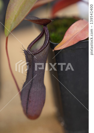 Dark purple Nepenthes pitcher hanging beside pot tropical carnivorous vine Closeup Dark purple Nepenthes pitcher hanging beside pot tropical carnivorous vine Closeup 139541400