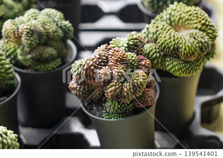 Crested monstrose cactus forms potted collection at nursery market display Crested monstrose cactus forms potted collection at nursery market display 139541401