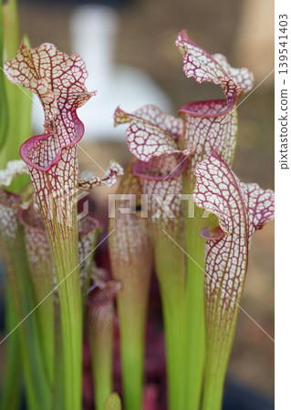 Sarracenia leucophylla white patterned pitchers carnivorous plant macro closeup detail Sarracenia leucophylla white patterned pitchers carnivorous plant macro closeup detail 139541403