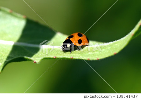 Ladybug Ladybug 139541437