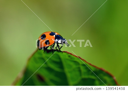 Ladybug Ladybug 139541438