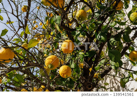 Ripe yellow lemons hanging on a citrus tree 139541561