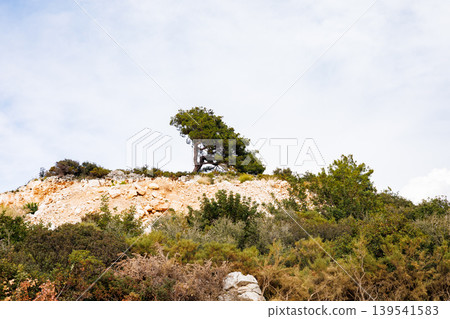 Single pine tree on a rocky mediterranean hillside 139541583