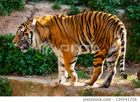 Great tiger in the nature habitat 139541726