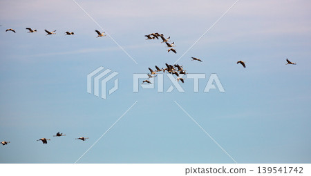 Cranes flying in blue sky Cranes flying in blue sky 139541742