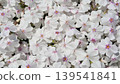 一片白色的苔蘚福祿考地毯 139541841
