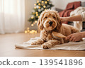 A person grooming their dog at home during the holidays 139541896
