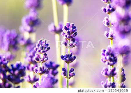 The lavender fields have become synonymous with the refreshing summer image of Furano, Hokkaido. The lavender fields have become synonymous with the refreshing summer image of Furano, Hokkaido. 139541956