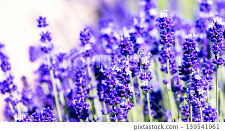 The lavender fields have become synonymous with the refreshing summer image of Furano, Hokkaido. The lavender fields have become synonymous with the refreshing summer image of Furano, Hokkaido. 139541961
