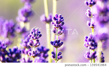 The lavender fields have become synonymous with the refreshing summer image of Furano, Hokkaido. The lavender fields have become synonymous with the refreshing summer image of Furano, Hokkaido. 139541964