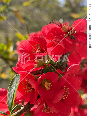 Red blurred flowers Red blurred flowers 139542045