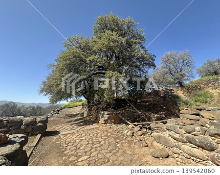 Tabor oak (Quercus ithaburensis) near the ruins of the Canaanite city of Laish in the Tel Dan Nature Reserve Tabor oak (Quercus ithaburensis) near the ruins of the Canaanite city of Laish in the Tel Dan Nature Reserve 139542060