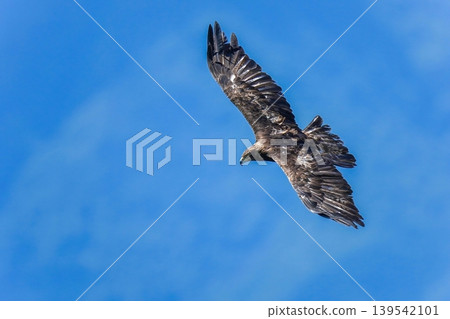A golden eagle soaring gracefully against a backdrop of a blue forest. 139542101