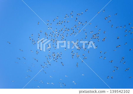 A flock of seagulls soaring in the blue sky A flock of seagulls soaring in the blue sky 139542102