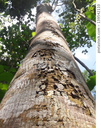 Severe Bark Eating Caterpillar Damage on Sengon Laut Tree Trunk in Indonesia Asia Severe Bark Eating Caterpillar Damage on Sengon Laut Tree Trunk in Indonesia Asia 139542110